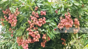 লিচু বাগান বদলে দিচ্ছে পিরোজপুরের গ্রামীণ অর্থনীতি